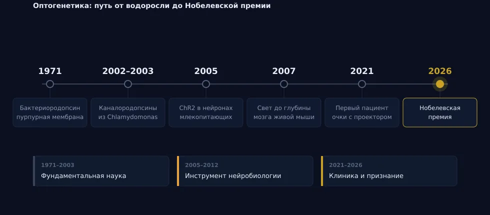 Рис. 1. Оптогенетика: путь от водоросли до Нобелевской премии