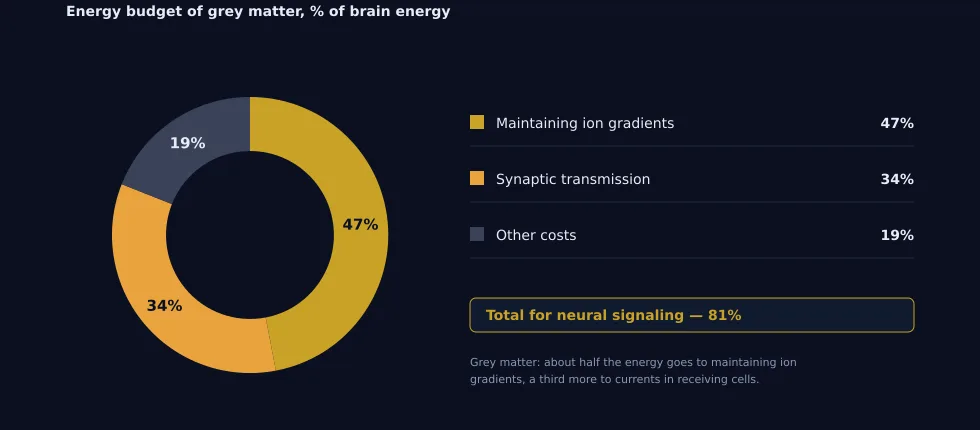 Fig. 2. Energy budget of grey matter, % of brain energy